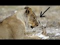 صدمة هذا ماحدث عندما اكتشفت أنثى الأسد أن فريستها حامل نهاية مأساوية عجيبة بين اللبؤة والغزال 