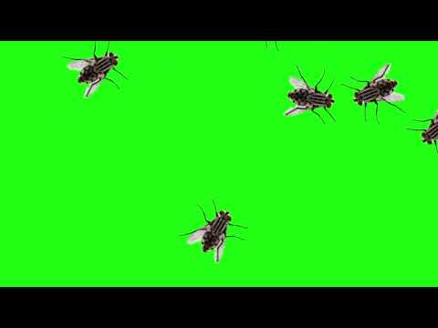 كروما خضراء الذباب 1