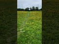 Buttercups in Valley, Anglesey, North Wales.   Part One.