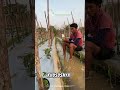 ANTI STRES ANTI MACET!!!#asamamino#premino#cabai#petanicabai#petanimuda#pertanian#pertanianindonesia