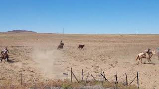 Cattle roundup. This guy didn't want to go!