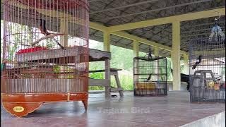 Trek di Bawah Murai Batu