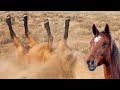 &quot;No One Likes This!&quot; - Ozzy Man Reviews Horsing Around