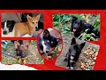 Смотрите, как живут собаки спасённые из Якутска
