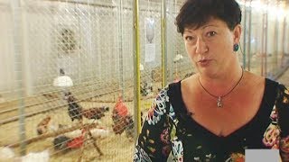 40 пород кур на одной выставке 40 пород кур на одной выставке