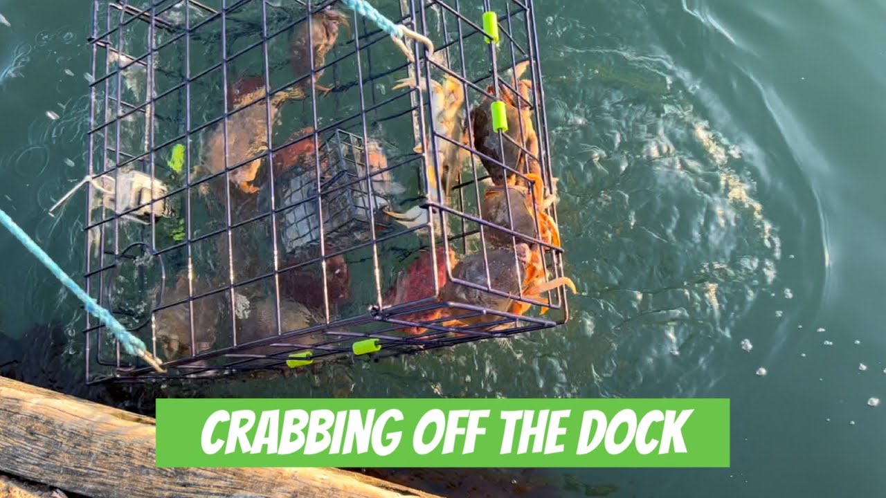 Crabbing: How to Catch Crabs off the Dock 