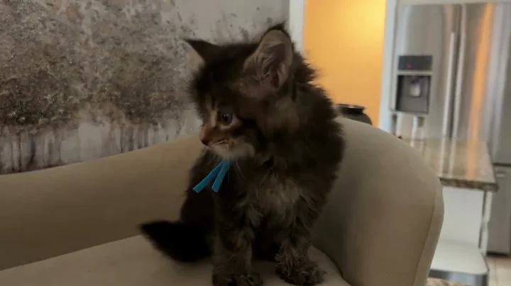 Watch the video about Maine Coon Male Amber Tabby Born 9-15-23 | Bellspurr