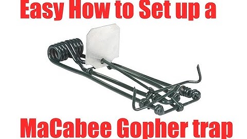 Easy how to set up Macabee victor or ambro Gopher trap. Quick and easy.
