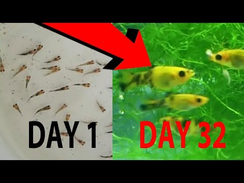 Platy Fry Growth Chart