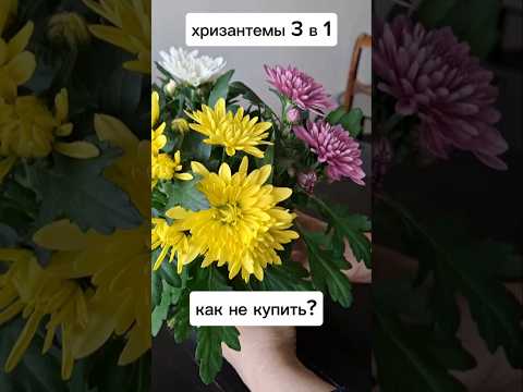 купила хризантему 3