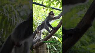 Mono ágil y social#animales #selva #primates