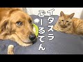 イタズラしたゴールデンの末路・・・