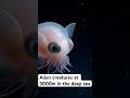 Diving deep into the sea, you will find alien like creatures #ocean #marinemystery #alien #deepsea