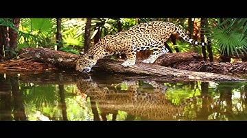 سورة الرحمن بصوت رخيم جدآ ماهر المعيقلي
