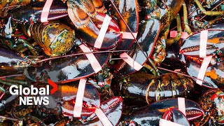 Lobster fishers go to court to have Mi’kmaq fishery declared illegal