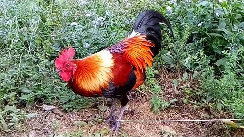 Saib cov noob qaib qug đaj zoo nkauj heev + xem vui lô gà rừng mã vàng cực vip