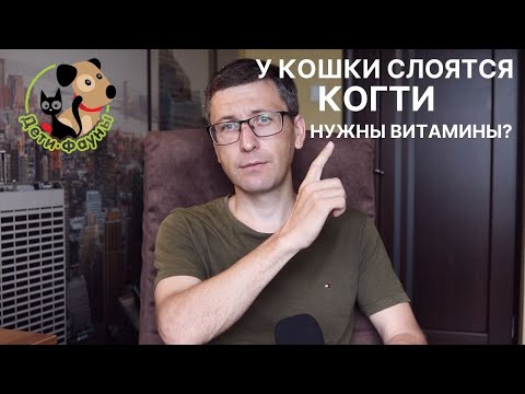 Слоятся когти у кошки, что делать? | 3 причины расслоения когтей у кошек и котов