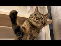 遊ぶ姿がまだまだ子猫のりんちゃん。仲良くなろうと頑張ってます 668話