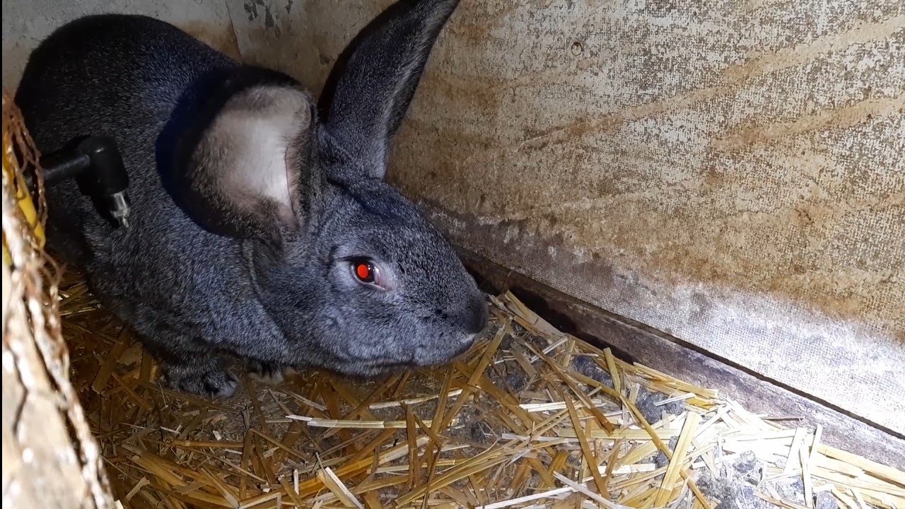 prezentare iepuroi de matcă dar nu numai ...