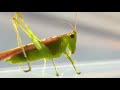 Grasshopper Sounds Grasshopper Sounds