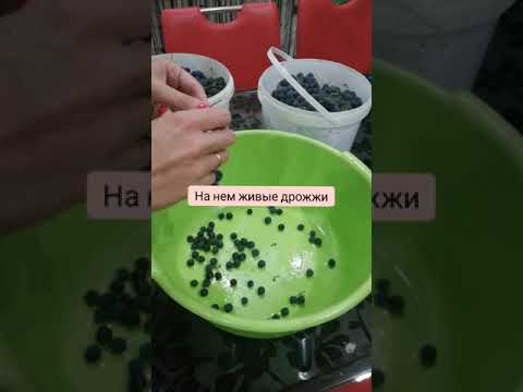 Домашнее вино из винограда