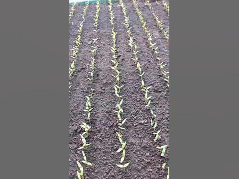 Маленькие перчики - YouTube