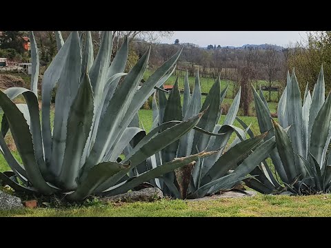 Video: Errori Del Giardino