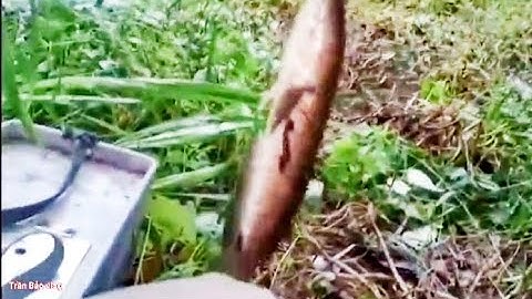 Câu cá lóc hôm nay có cá nấu canh chua rồi