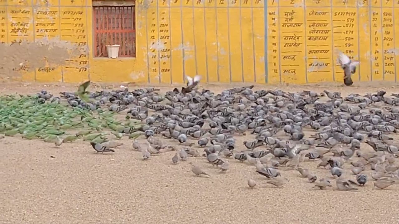  गांवसंजूमेंचामुंडामाताका मंदिर बहुत ही सुंदर दृश्य यहां परप्रतिदिन हजारों पक्षीदाना चुगने के लिएआते