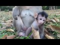 Life of monkeys - Ep51, monkey protects baby, monkey eating peanuts, bab...