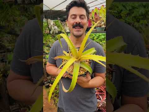 SEMEANDO BROMÉLIAS (Hechtia sp.) - Habitat Brasileiro