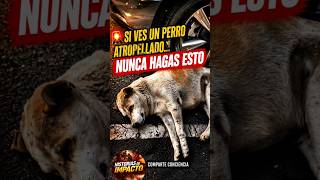 🚨 Un error puede costarle la vida. Compartí, suscribite y seguí para más consejos que salvan. 🐶❤️