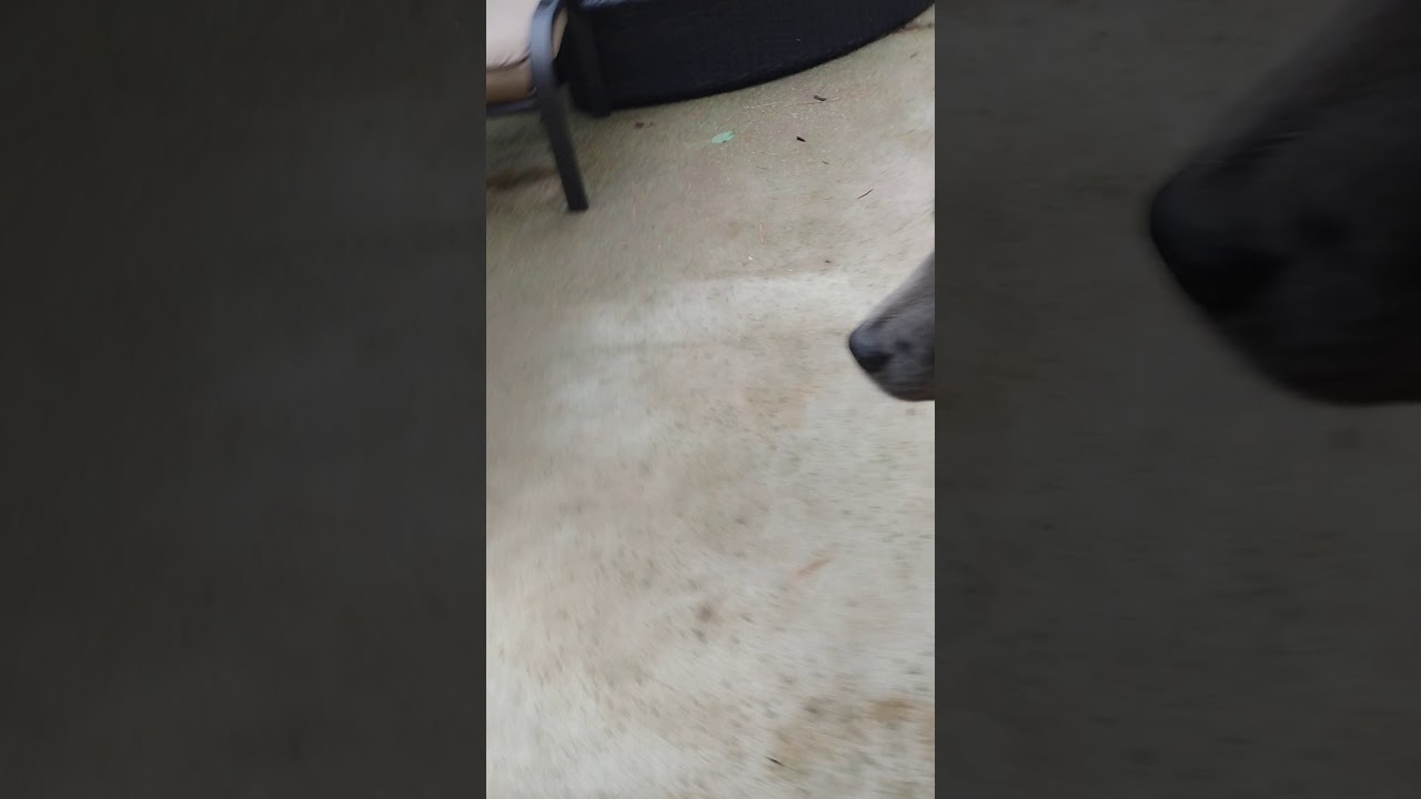 Giving a dog a egg YouTube