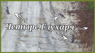 Одни Капалухи, и вдруг четыре Глухаря. Охота в ХМАО.