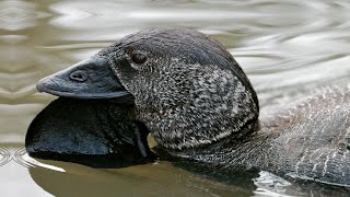 This Talking Musk Duck Learned to Swear Like Humans: ‘You Bloody Fool’