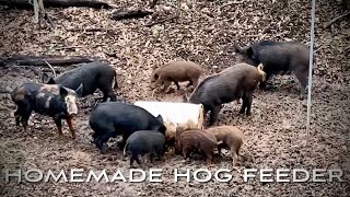 DIY Hog Feeder using Texas Hog Bait Attractants!