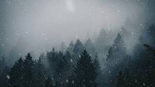 Snowfall in Forest Animated Wallpaper 4K screenshot 2