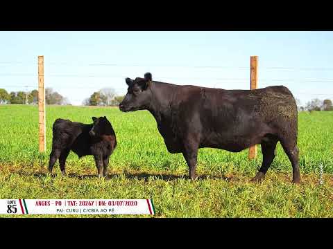 Lote 85 tat 20267 CRIA Angus - Dia 14/08 Leilão Cab. Soldera - Parceria Leilões- Trans. TV El Campo
