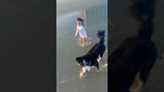 Introducing Finchley, the BEST beach pup!  #Beach #Dog #Cute #Funny #Shorts #Video