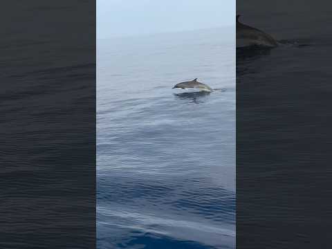 എന്താ വൈബ് ‼️ What A Vibe #reels #shortvideo #fish #seafishing #kadalmakrii #seatroutfishing