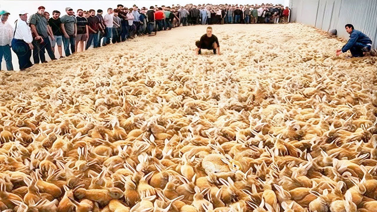 Aksidenteng Nakawala ang 10,000 Rabbit sa Australia, Magugulat ka sa ...