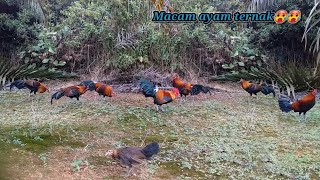 pikat ayam hutan ku di keroyok ayam hutan mudah🥶🥵🥵