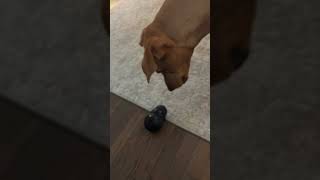 Bellaaaaa Being Bellaaaa