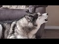 Husky Has An Argument With His Best Friend!