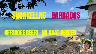 BARBADOS SNORKELLING.  OFFSHORE REEFS, NO BOAT NEEDED!