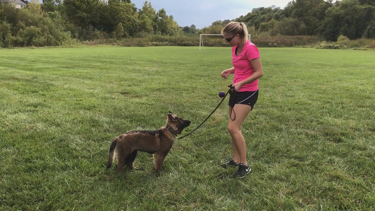 puppy paradise Impulse Control W/5 Mo' Old German Shepherd 