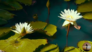 Relaxing Music, Meditation Music, Sleeping Music, Yoga Music, Spa Music, Study Music, Insomnia ☯001