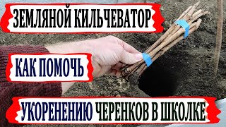 🍇 Попробуй этот способ. Если НЕ УКОРЕНЯЮТСЯ черенки винограда? Земляной кильчеватор поможет!