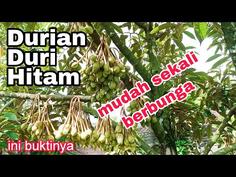 Video: Bilakah duri hitam berbunga?