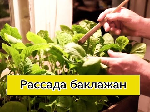 Eggplant - how to grow seedlings of eggplant (Siberia, Ural)